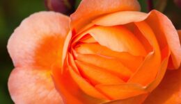 stencil.instagram-photo