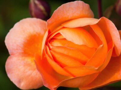 stencil.instagram-photo