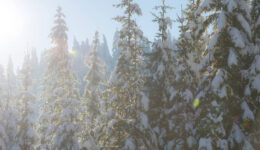 8 Tips on forest bathing wellness from Moondust Cosmetics®