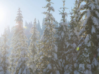 8 Tips on forest bathing wellness from Moondust Cosmetics®