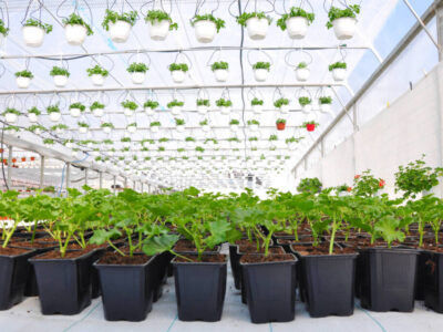 Winter plants–Dr. Moondust’s two favourites with wellness benefits