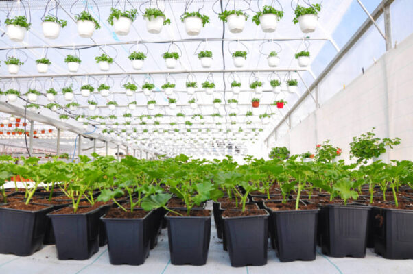 Winter plants–Dr. Moondust’s two favourites with wellness benefits