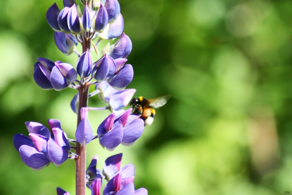 Help Bees Work Nature’s Magic in The Summer Sun
