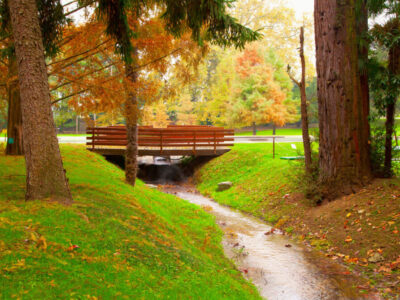 Moondust Peace Concert: A Tribute to Forest Life — Winter Edition 